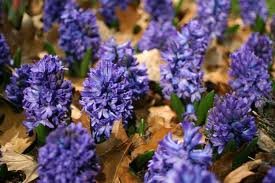Hyacinthus orientalis 'Blue Star' PB 4